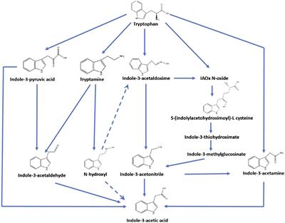 Comparative study between Salkowski reagent and chromatographic method for auxins quantification from bacterial production